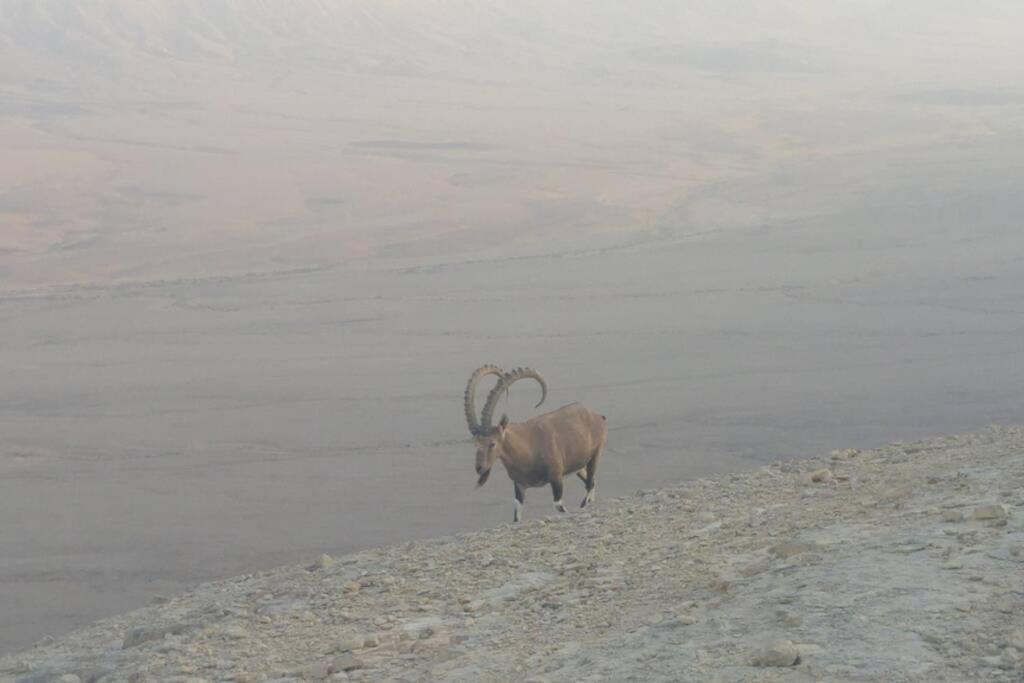 הבית ליד המצוק By The Cliff Mitzpe Ramon Exteriör bild